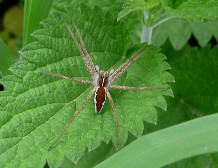 Pisaura mirabilis